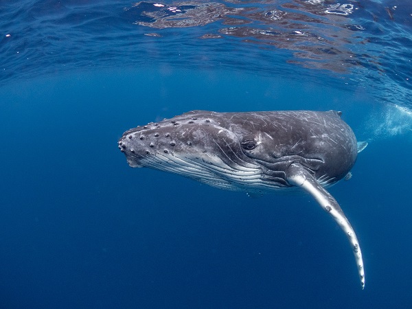沢山遊んでくれた仔クジラ！ | ブログ&ニュース | 沖縄の