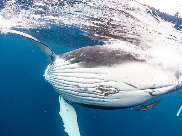 大型 氷山と青い海を泳ぐクジラの親子の群れ ヴィンテージ ステンドグラス 大型 氷山と青い海を泳ぐクジラの親子の群れ ヴィンテージ